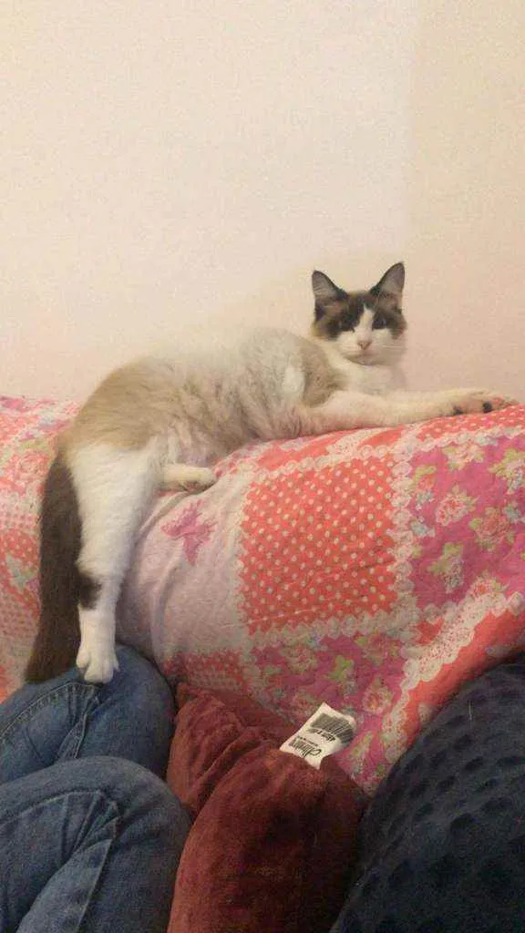 Gato ra a Siamês idade 1 ano nome Bella