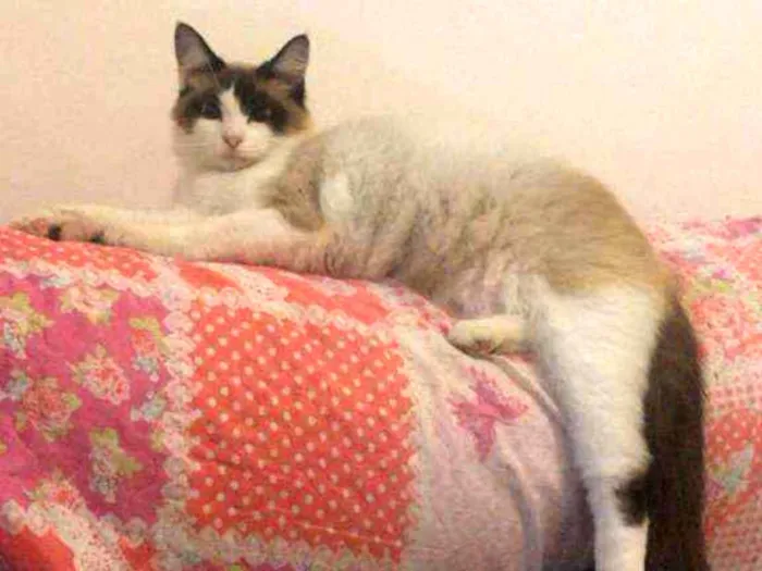 Gato ra a Siamês idade 1 ano nome Bella