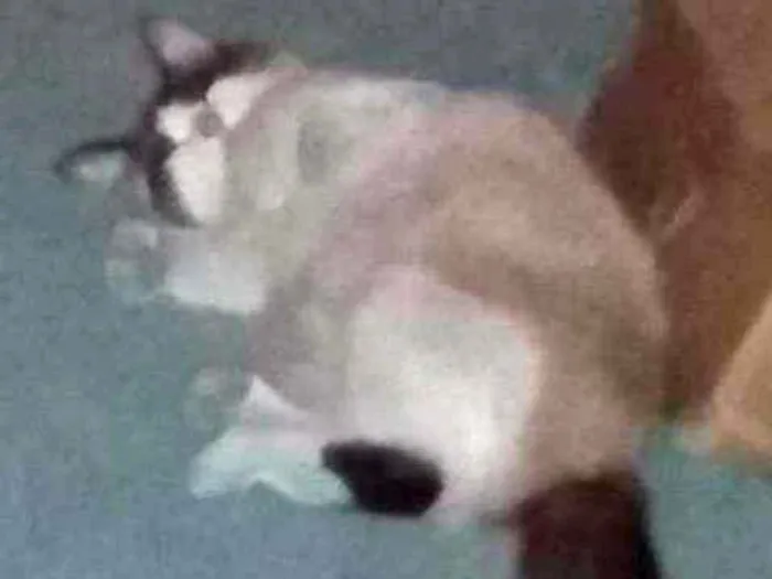 Gato ra a Siamês idade 1 ano nome Bella