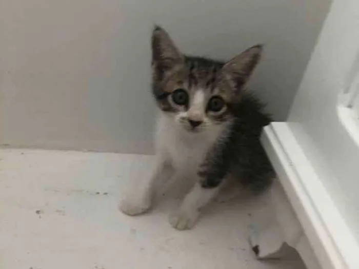 Gato ra a vira-lata idade Abaixo de 2 meses nome Olívia