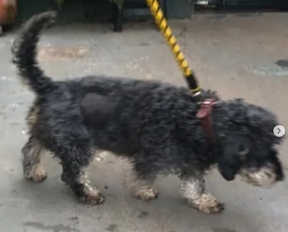 Cachorro ra a SRD-ViraLata idade 3 anos nome Jhony