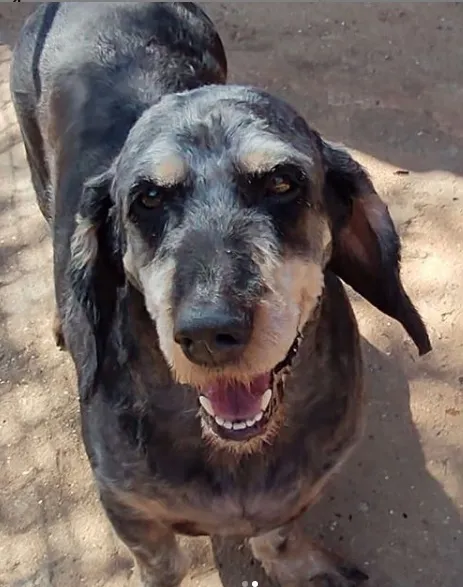 Cachorro ra a SRD-ViraLata idade 3 anos nome Jhony