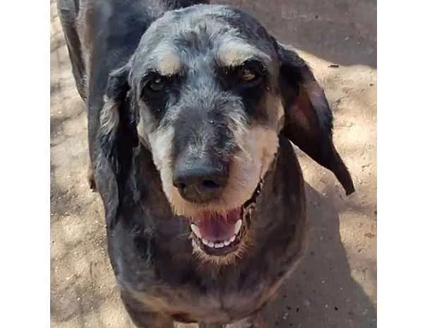 Cachorro ra a SRD-ViraLata idade 3 anos nome Jhony