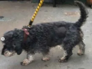 Cachorro raça SRD-ViraLata idade 3 anos nome Jhony