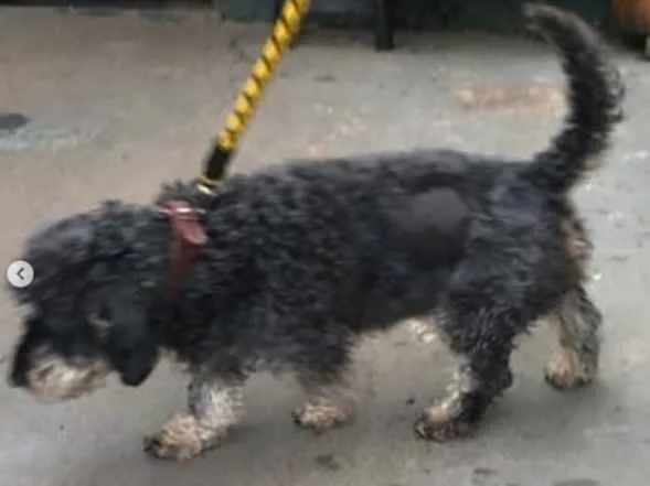 Cachorro ra a SRD-ViraLata idade 3 anos nome Jhony