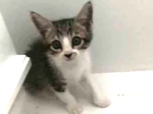 Gato raça vira-lata idade Abaixo de 2 meses nome Olívia