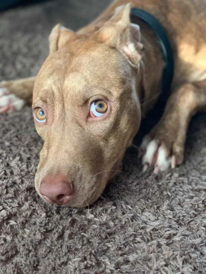 Cachorro ra a Pitbull  idade 2 a 6 meses nome Safira