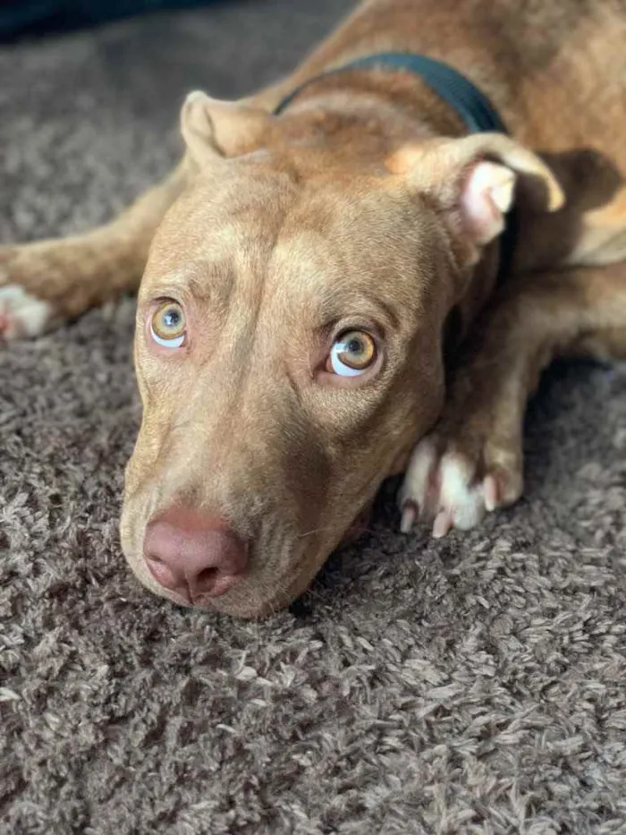 Cachorro ra a Pitbull  idade 2 a 6 meses nome Safira