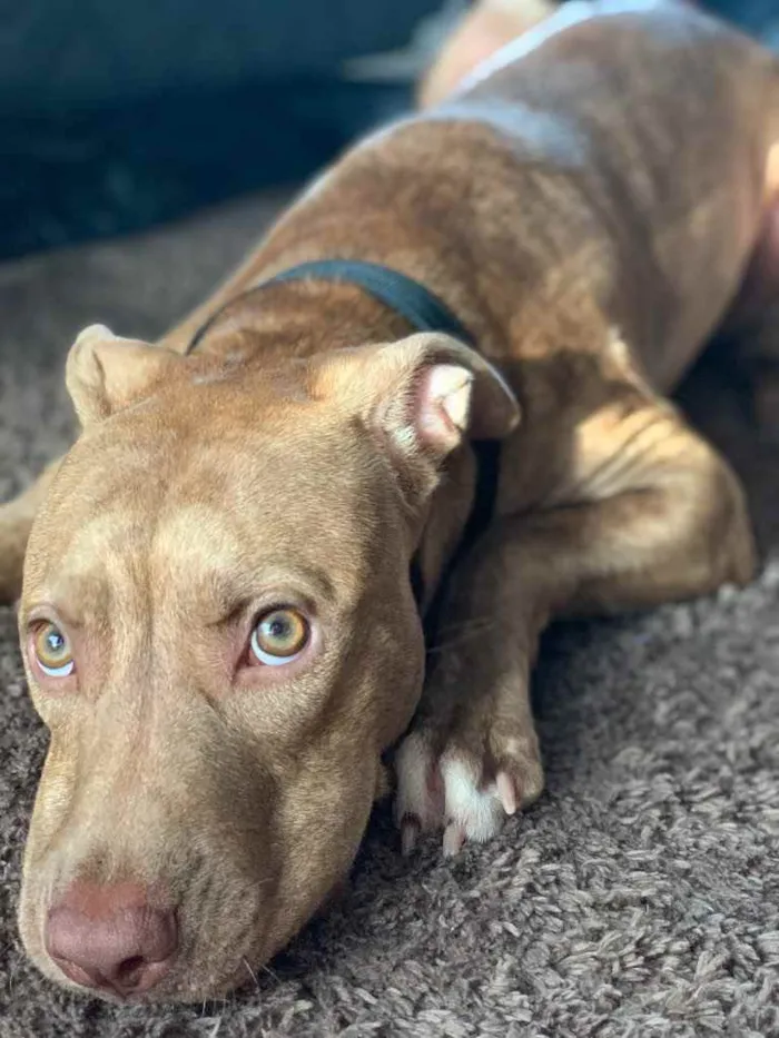 Cachorro ra a Pitbull  idade 2 a 6 meses nome Safira