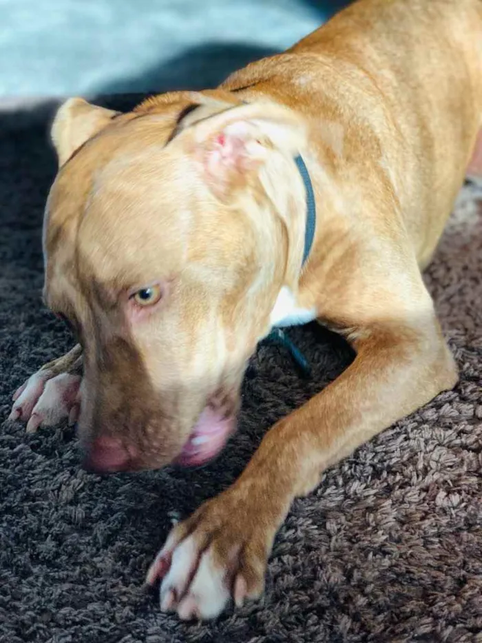 Cachorro ra a Pitbull  idade 2 a 6 meses nome Safira