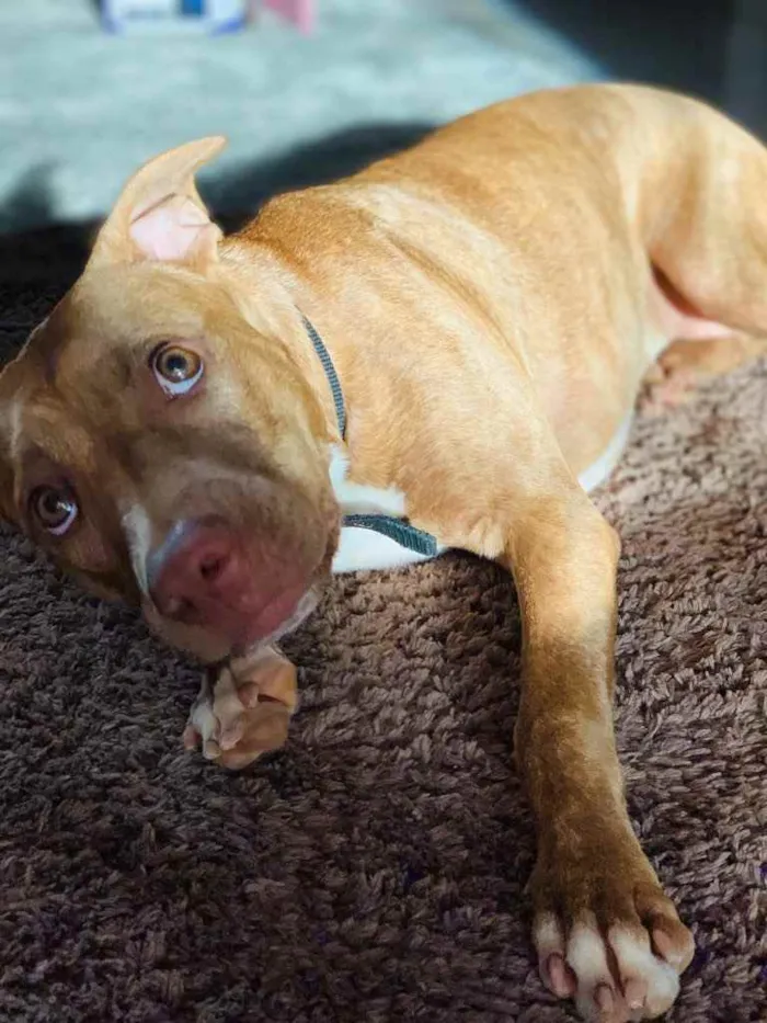 Cachorro ra a Pitbull  idade 2 a 6 meses nome Safira