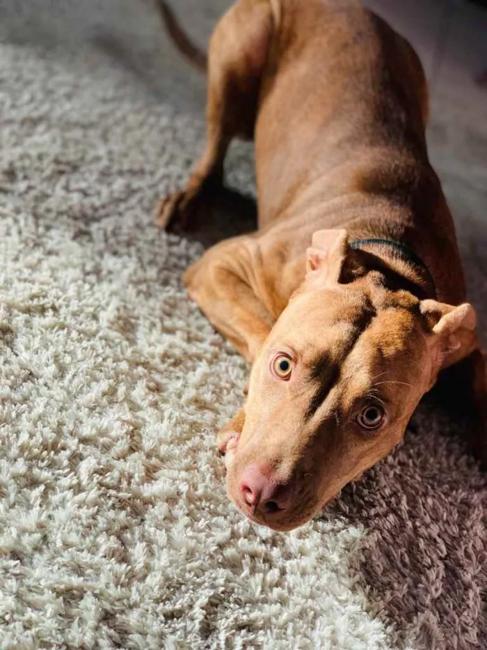 Cachorro ra a Pitbull  idade 2 a 6 meses nome Safira
