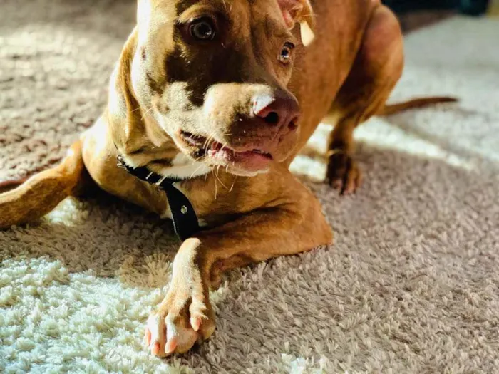 Cachorro ra a Pitbull  idade 2 a 6 meses nome Safira