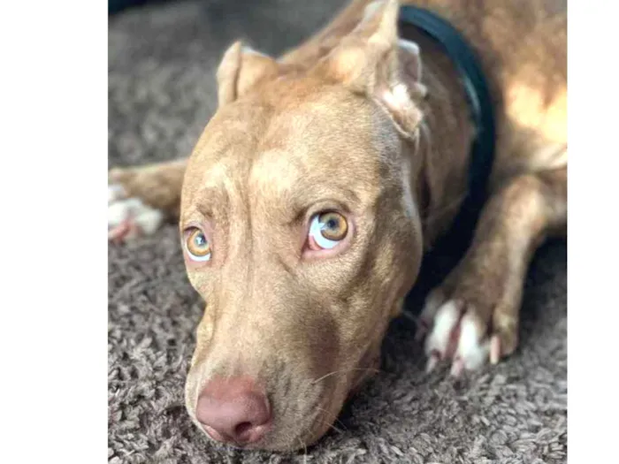 Cachorro ra a Pitbull  idade 2 a 6 meses nome Safira