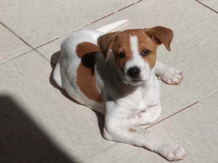 Cachorro ra a Mestiça idade 2 a 6 meses nome Lindim