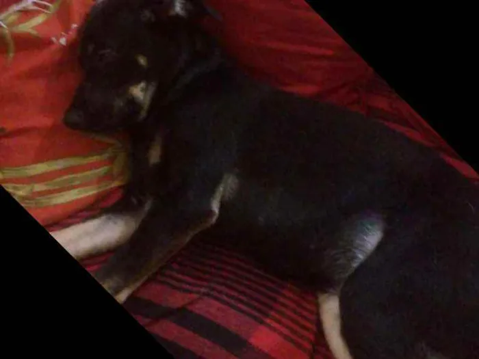 Cachorro ra a Mestiça idade 2 a 6 meses nome POLY