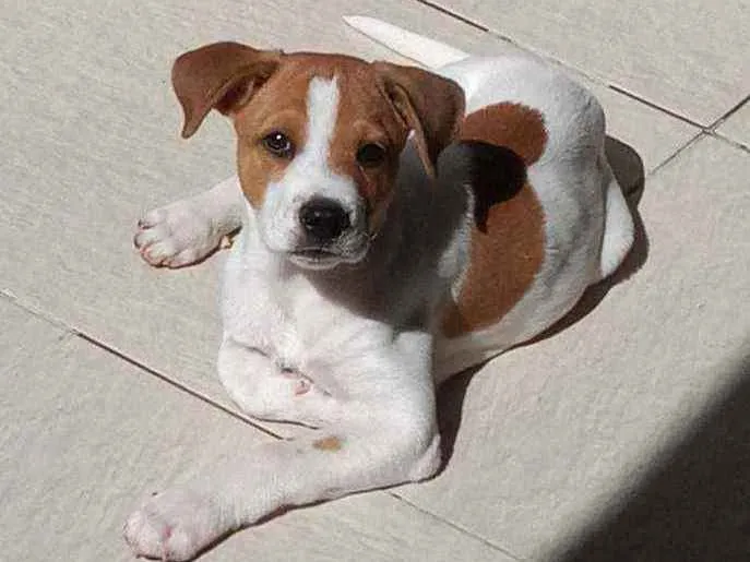 Cachorro ra a Mestiça idade 2 a 6 meses nome Lindim