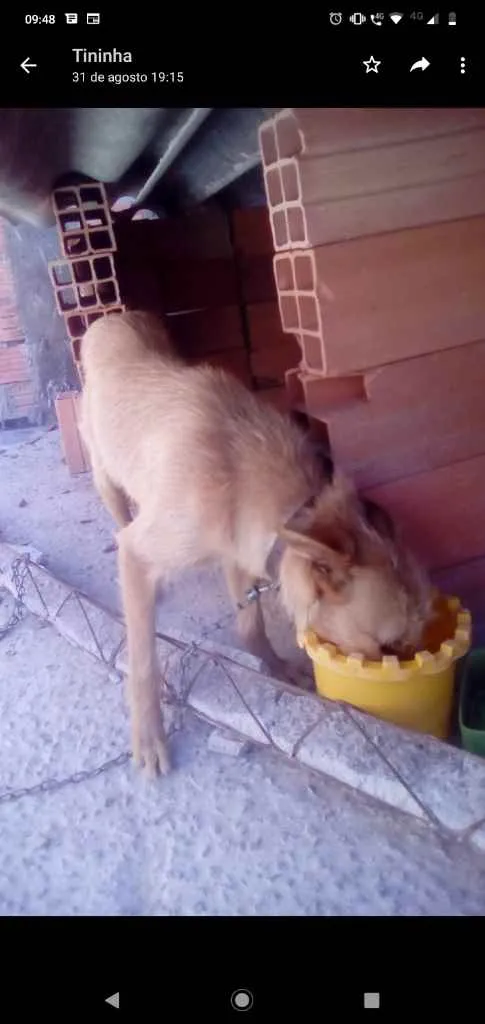 Cachorro ra a SRD idade 1 ano nome Sem nome 