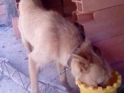Cachorro ra a SRD idade 1 ano nome Sem nome 