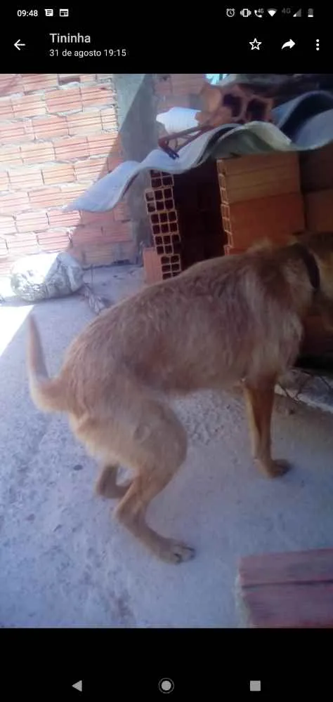 Cachorro ra a SRD idade 1 ano nome Sem nome 
