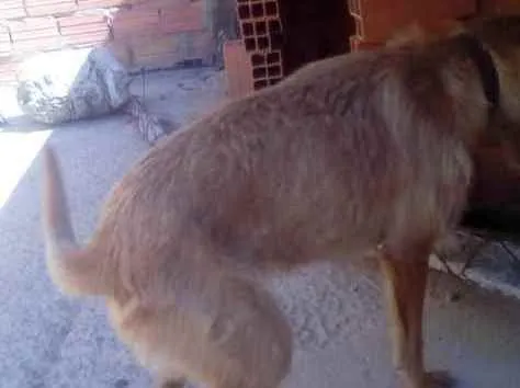Cachorro ra a SRD idade 1 ano nome Sem nome 