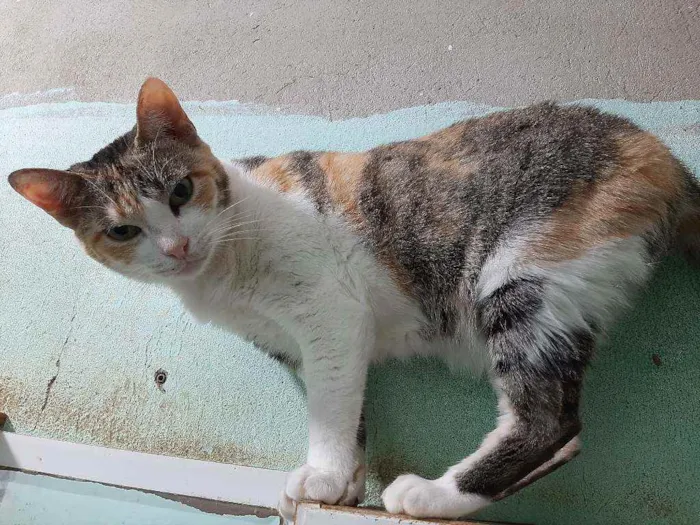Gato ra a Sem raça idade 6 ou mais anos nome Manchinha