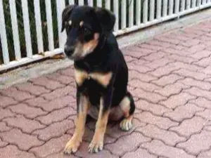 Cachorro raça Mix de Hotviller idade 2 a 6 meses nome Toy