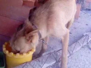 Cachorro raça SRD idade 1 ano nome Sem nome 