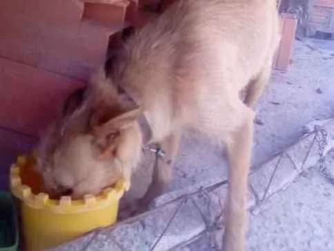 Cachorro ra a SRD idade 1 ano nome Sem nome 