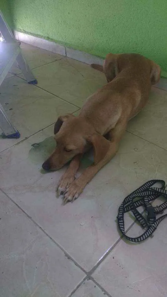 Cachorro ra a Indefinida idade 1 ano nome Maria