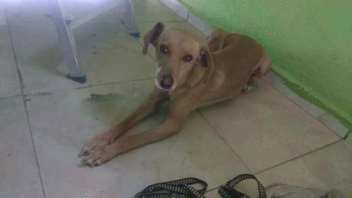 Cachorro ra a Indefinida idade 1 ano nome Maria