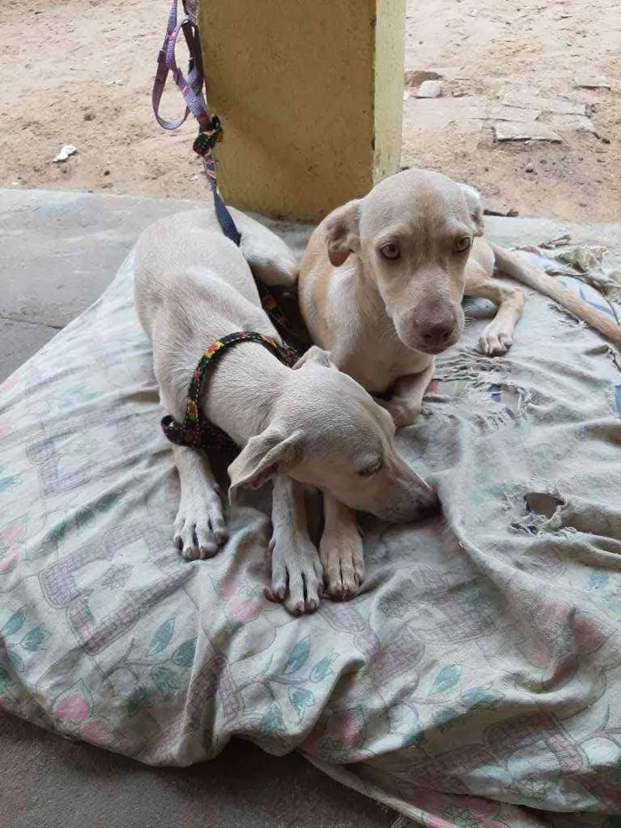 Cachorro ra a Vira lata  idade 2 a 6 meses nome Hanna