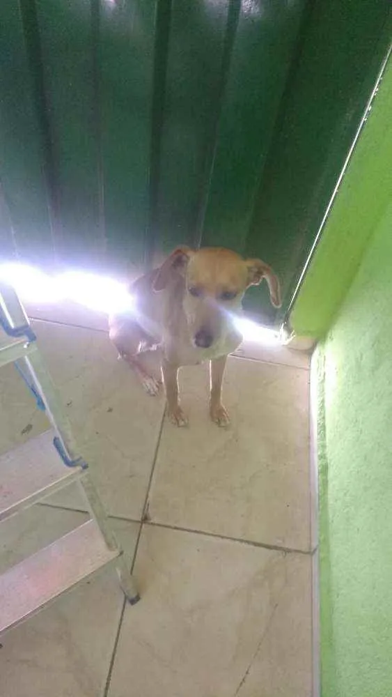 Cachorro ra a Indefinida idade 1 ano nome Maria