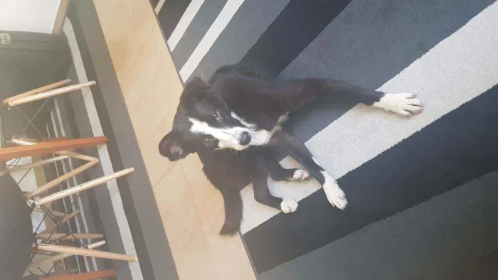 Cachorro ra a SRD idade 7 a 11 meses nome Arya