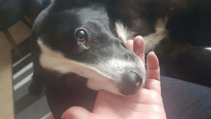 Cachorro ra a SRD idade 7 a 11 meses nome Arya