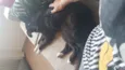 Arya