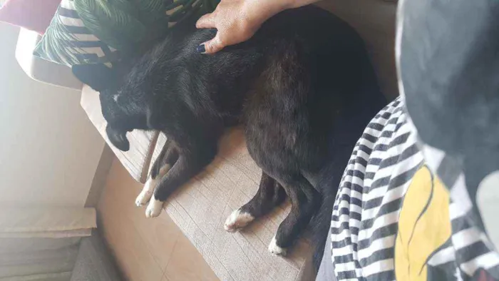 Cachorro ra a SRD idade 7 a 11 meses nome Arya