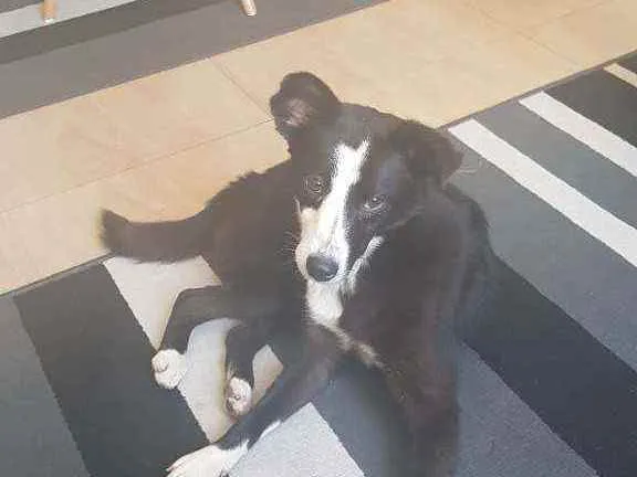 Cachorro ra a SRD idade 7 a 11 meses nome Arya