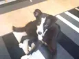 Arya