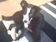 Arya