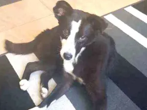 Cachorro raça SRD idade 7 a 11 meses nome Arya