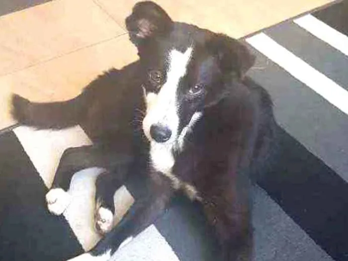 Cachorro ra a SRD idade 7 a 11 meses nome Arya