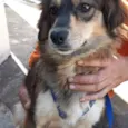 Dora