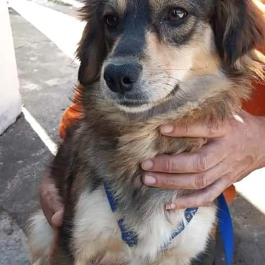 Cachorro ra a Srd idade 2 anos nome Dora