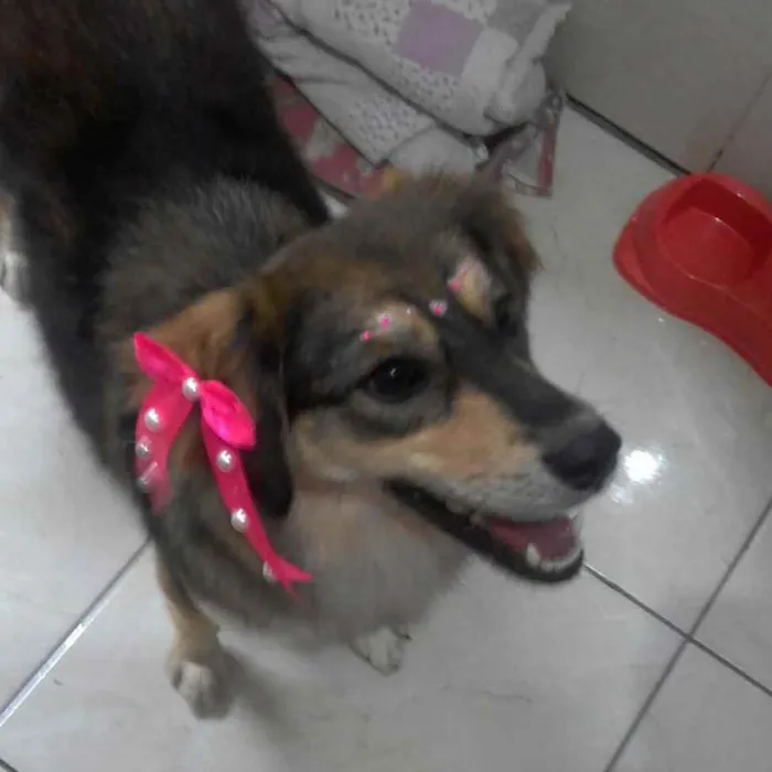 Cachorro ra a Srd idade 2 anos nome Belinha