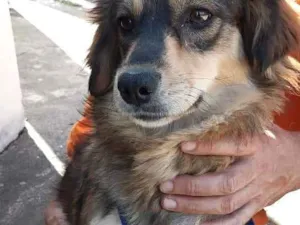 Cachorro raça Srd idade 2 anos nome Dora