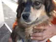Dora