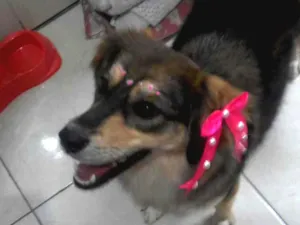 Cachorro raça Srd idade 2 anos nome Belinha