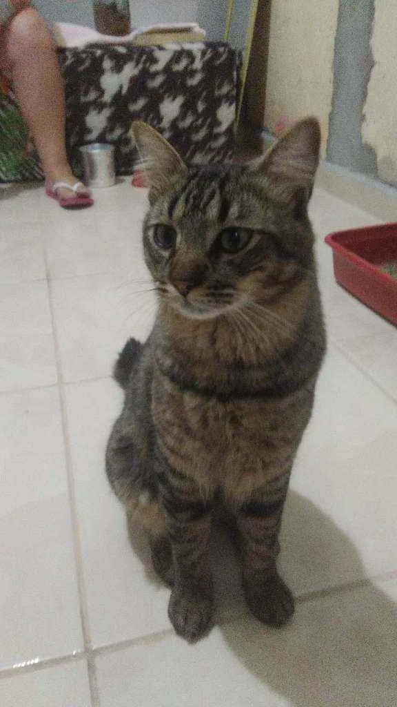 Gato ra a Rajado idade 1 ano nome Nino