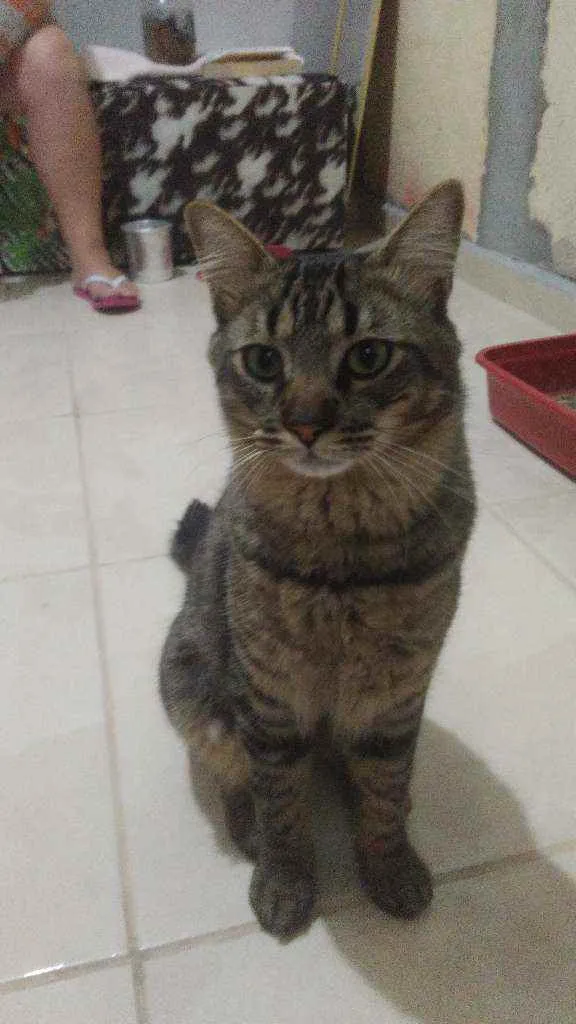 Gato ra a Rajado idade 1 ano nome Nino